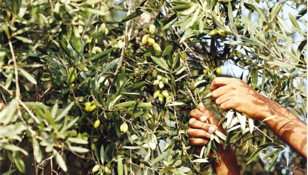 إنطلاق موسم جني الزيتون في تونس