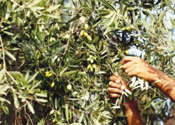 إنطلاق موسم جني الزيتون في تونس