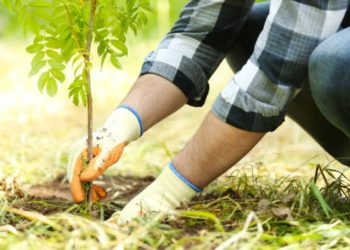 العراق: زراعة 5 آلاف شجرة لمحاربة التصحر