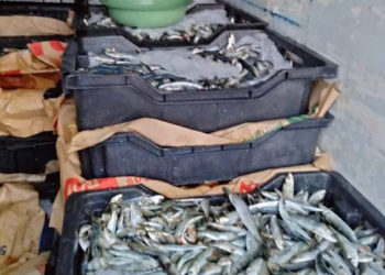 حجز 4.8 اطنان من الأسماك الفاسدة في القصرين