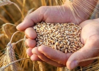 مع غالبية البلدان الأوروبية والولايات المتحدة: الجزائر تحتل المرتبة الأولى في إفريقيا في مجال الأمن الغذائي