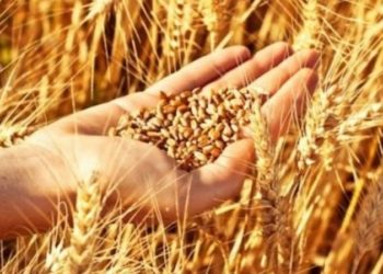 سليانة: حجز 35 طنا من الشعير المدعّم