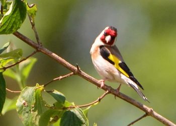 محاولة تهريب 420 طائر حسون بالرقاب