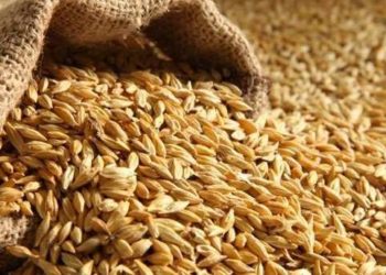 القصرين: حجز أكثر من طنين من مادة الشعير العلفي المدعم