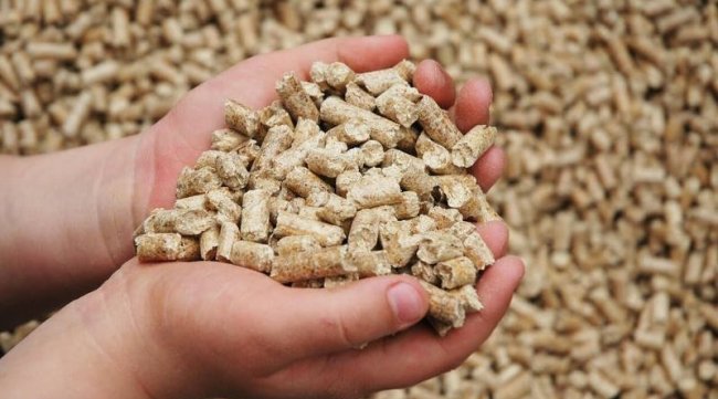 وزير الفلاحة: تونس تعيش أزمة أعلاف بسبب الحرب في أوكرنيا