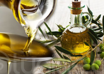 أي مكانة للزيتونة في بلاد الزيتون؟