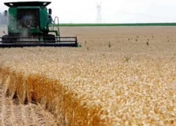 للتحفيز على الإنتاج والتجميع في الزراعات الكبرى: وزارتا الفلاحة والتجارة تقرران الترفيع في أسعار الحبوب المحلية لصابة 2022