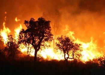 باجة: حريق يأتي على 156 هكتارا من الأشجار الغابية