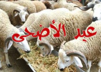 مجمع اللحوم الحمراء: 10% زيادة على الأقل في  سعر الأضاحي