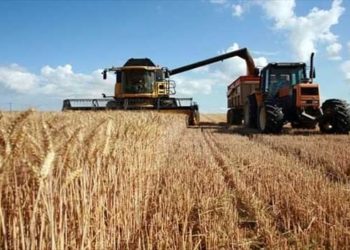 وزارة الفلاحة: تقدر صابة الحبوب للموسم 2021-2022 بحوالي 18 مليون قنطار