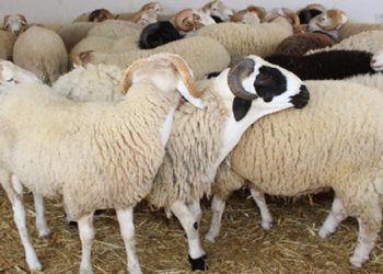 عيد الأضحى: توفر 129 ألفا و428 رأس غنم بجهة سليانة