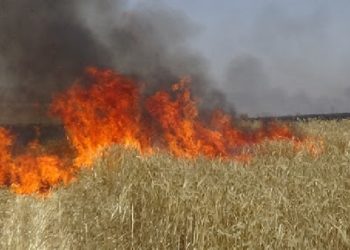 حريق يتلف 45 هكتارا من مزارع الحبوب بتبرسق