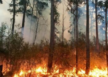 جندوبة: إخماد عدد من الحرائق بمعتمديتي بوسالم وبلطة بوعوان