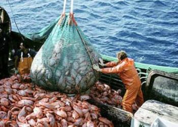 فائض في ميزان التجارة الخارجية من منتوجات الصيد البحري