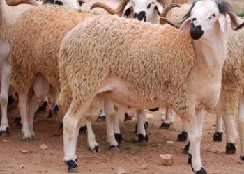 شركة اللحوم تحدد أسعار الأضاحي وتشرع في بيعها