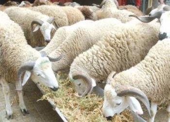 القصرين: نفوق 19 رأس غنم و 75 دجاجة وأتان و حمار بسبب مرض نادر