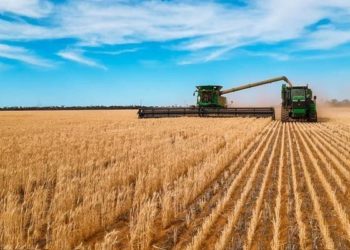 ديوان الحبوب: كميات الحبوب المجمعة بلغت 7,433 قنطار