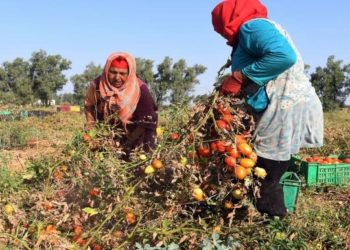 نساء تونس، سلاما!