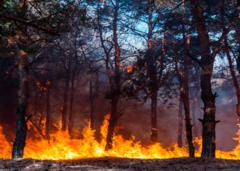 وزارة البيئة تطالب بمنع تغيير صبغة الأراضي الغابية المُحترقة لمناطق فلاحية أو سكنية