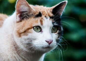 القط “البطل” ينقذ الطبيب المتقاعد من السرقة والتهديد