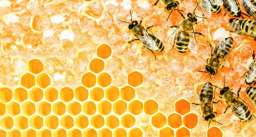 القيروان: مربو النحل يحتجون على فقدان مادة السكر المخصص للاستعمالات الصناعية