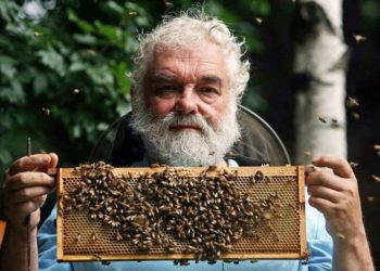 عجائب بريطانية.. لماذا يتم إخبار نحل قصر باكنغهام بوفاة الملكة؟