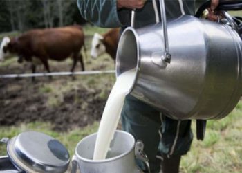 نقص بـ300 ألف لتر في انتاج الحليب سبب اضطراب التزويد