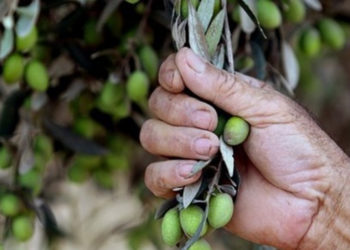 صفاقس: سعر كلغ الزيتون بلغ 3300 مي بسوق بلدية قرمدة