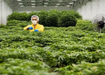 المغرب يشرع في تكوين أطباء وصيادلة حول طرق العلاج بـ”القنب الهندي”