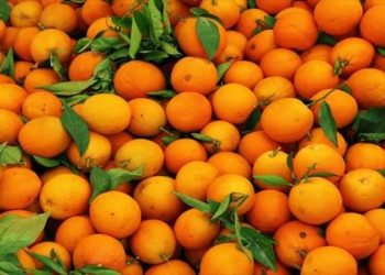 توقع تراجع في انتاج القوارص للموسم الحالي