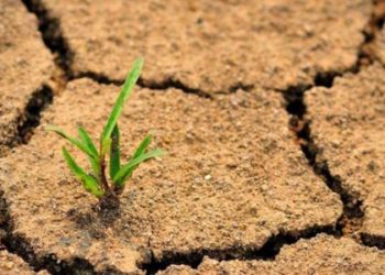 خطر التصحر في تونس وضرورة تغيير المقاربة