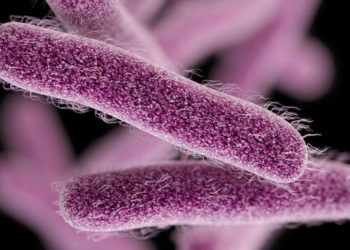 160 حالة إصابة ببكتيريا ”الشقيلا” في تونس