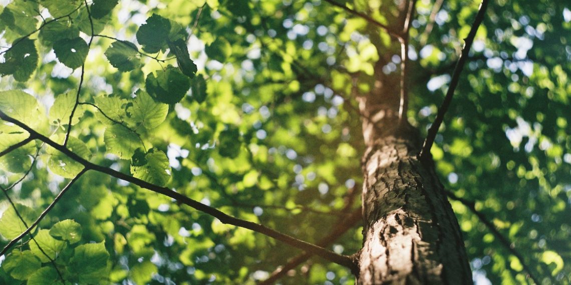 إشارات أحمد الحمروني: إعـــدام شجـــــــرة