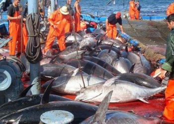 فائض في ميزان التجارة الخارجية لمنتوجات الصيد البحري