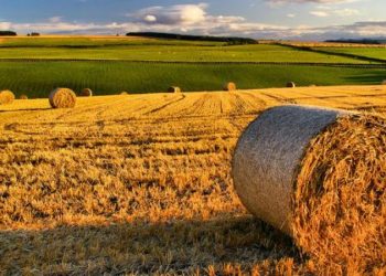 المهنيون التونسيون في قطاعات الحبوب والزيتون والدواجن يشاركون في قمة إفريقيا للأغذية داكار 2