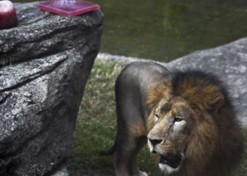 لمواجهة الحر.. حديقة تقدم للحيوانات مثلجات بنكهة الدم