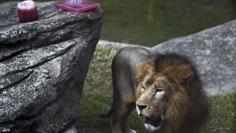 لمواجهة الحر.. حديقة تقدم للحيوانات مثلجات بنكهة الدم