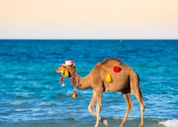 كالبَحرِ فِي تلاطُمِهِ، لا يُصلِحُ السّياحَة التُونسيّة، إلاَّ التَّنقُّلُ منْ حالٍ إلى حال