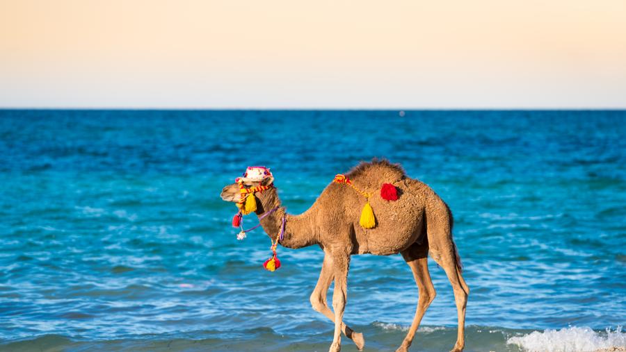 كالبَحرِ فِي تلاطُمِهِ، لا يُصلِحُ السّياحَة التُونسيّة، إلاَّ التَّنقُّلُ منْ حالٍ إلى حال