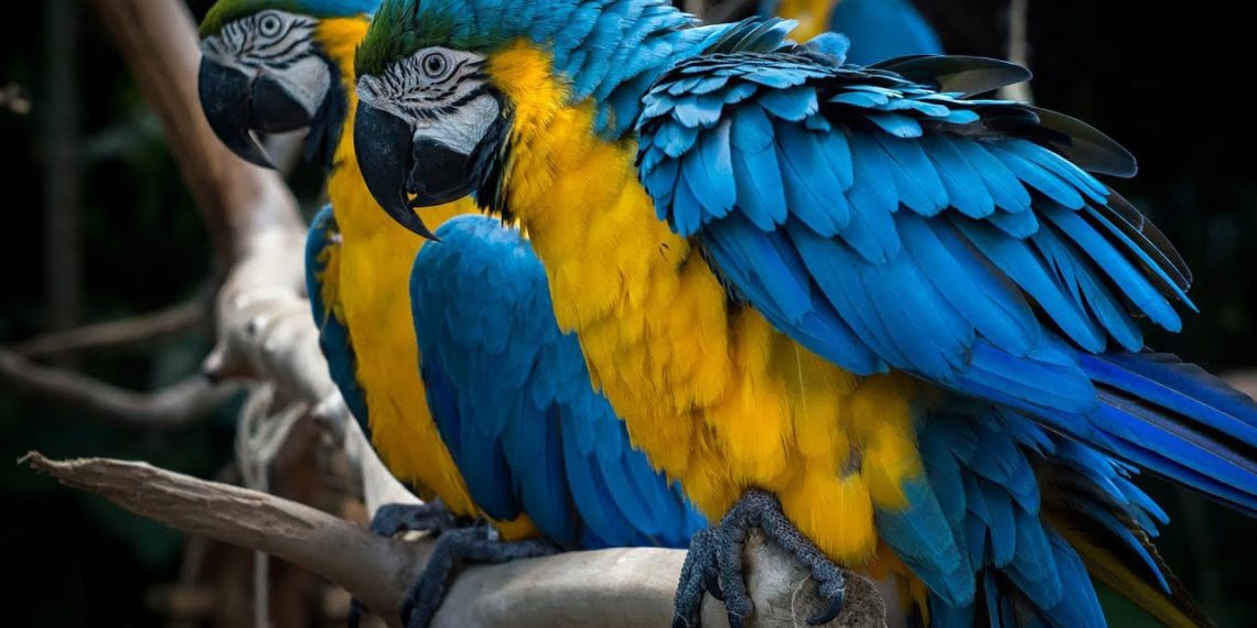 تسبب بأذية صحية.. ببغاء أليف يكلف مالكه السجن والغرامة