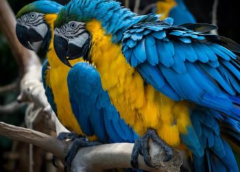 تسبب بأذية صحية.. ببغاء أليف يكلف مالكه السجن والغرامة