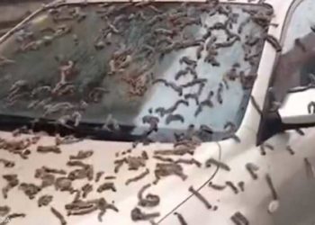 الصين: السماء تمطر ديدانا وتفسير علمي للظاهرة الغريبة