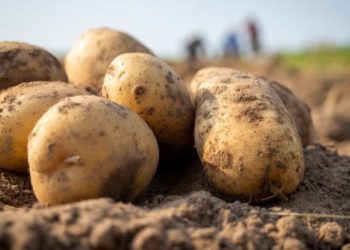 وادي الليل: حجز 8 أطنان من “البطاطا” في مخزنين عشوائيين