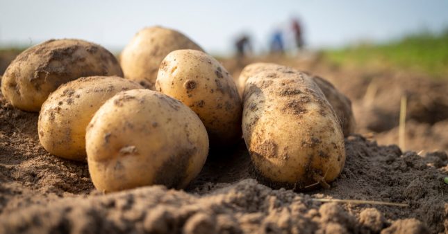 وادي الليل: حجز 8 أطنان من “البطاطا” في مخزنين عشوائيين