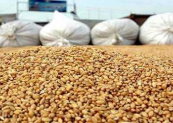 تونس تطرح مناقصة لشراء نحو 100 ألف طن من القمح الصلب