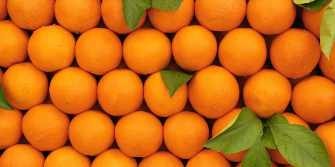 المجمع المهني المشترك للغلال: سحب 20 طنا فقط من البرتقال المالطي من السوق الفرنسية