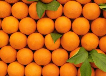 المجمع المهني المشترك للغلال: سحب 20 طنا فقط من البرتقال المالطي من السوق الفرنسية