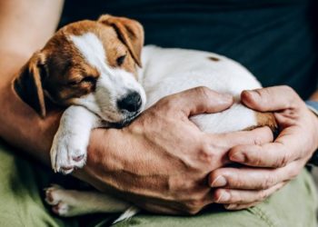 تربية الحيوانات في تونس: “هواية وحب” وسط غياب قوانين تحمييها