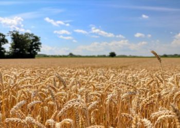 صابة الحبوب المتوقعة لا تغطي حتى حاجة البلاد من البذور