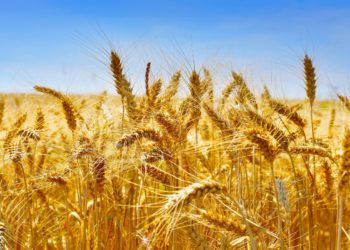 تونس تشتري نحو 75 ألف طن من القمح اللين في مناقصة